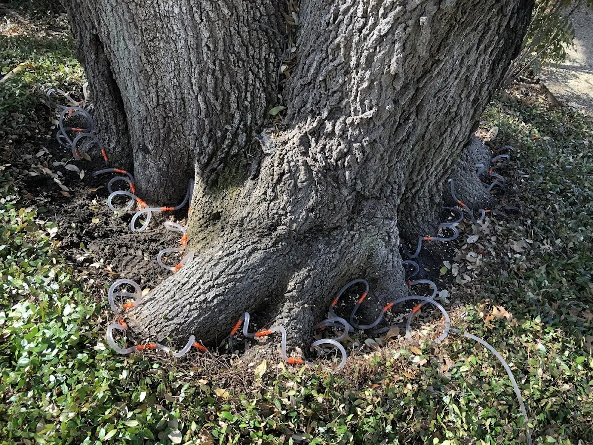 Detailed Tree Cabling and Bracing job site in Adel